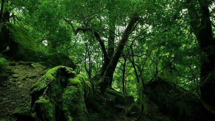 Mossy rocks and trees in a dense forest