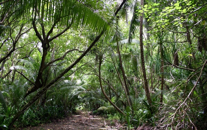 Jungle path with palm trees and foliage