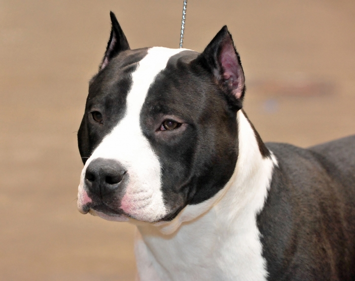 Black and white Pitbull dog