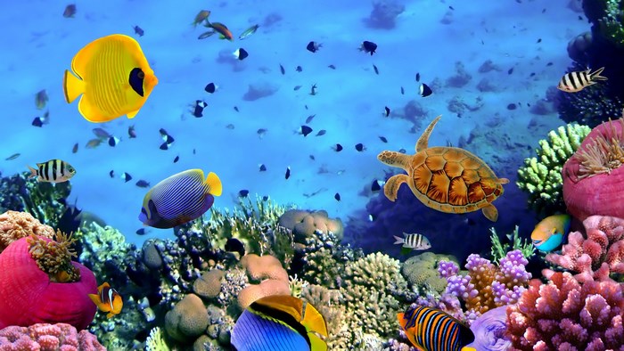 Underwater scene with coral reef and fish
