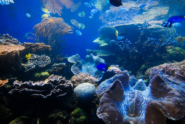 Underwater coral reef with fish