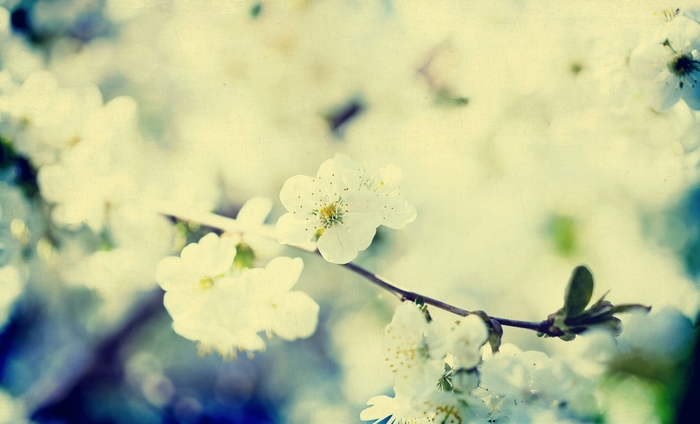 Vintage Cherry Blossom Flower Background