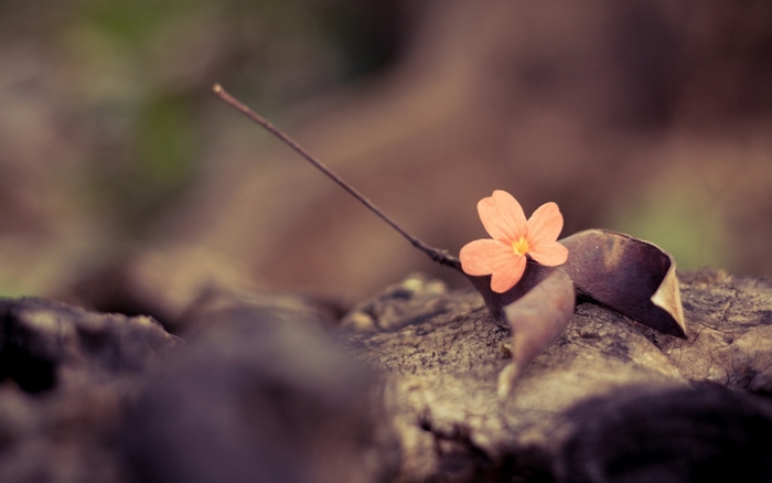 Vintage flower on a leaf and wood
