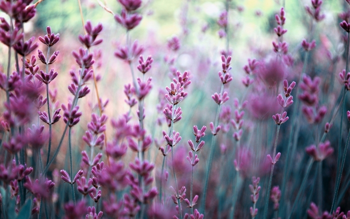 Vintage lavender flowers in soft focus