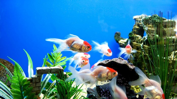 Goldfish swimming in a blue aquarium with decorations