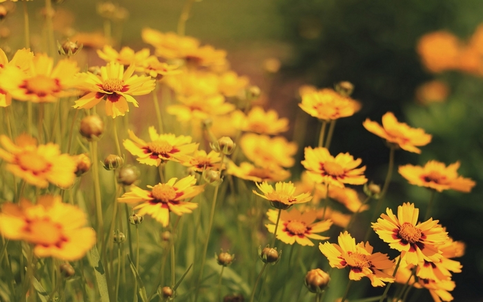 Yellow flowers with red centers in a field