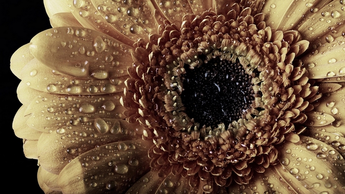 Vintage yellow gerbera daisy with water droplets