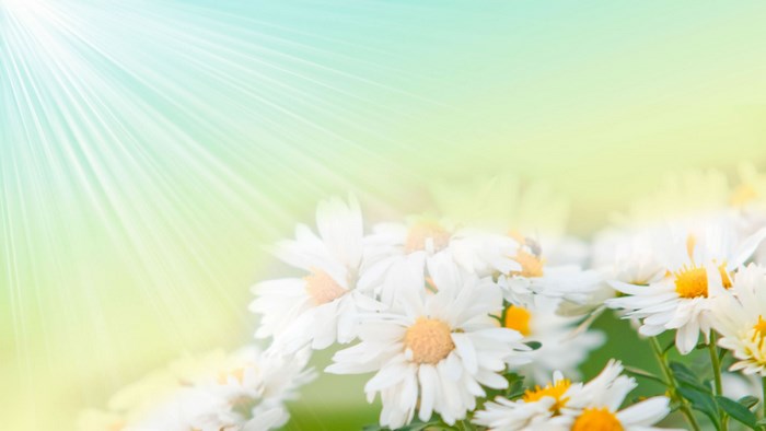 White daisies with sun rays and green background