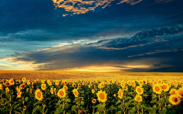 Field of sunflowers under a dramatic sunset sky