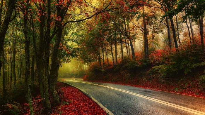 Road through an autumn forest with fallen leaves