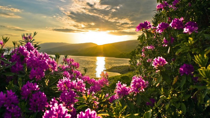 Sunset over a lake with rhododendrons