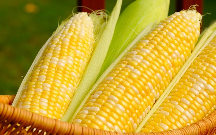 Basket of fresh corn on the cob