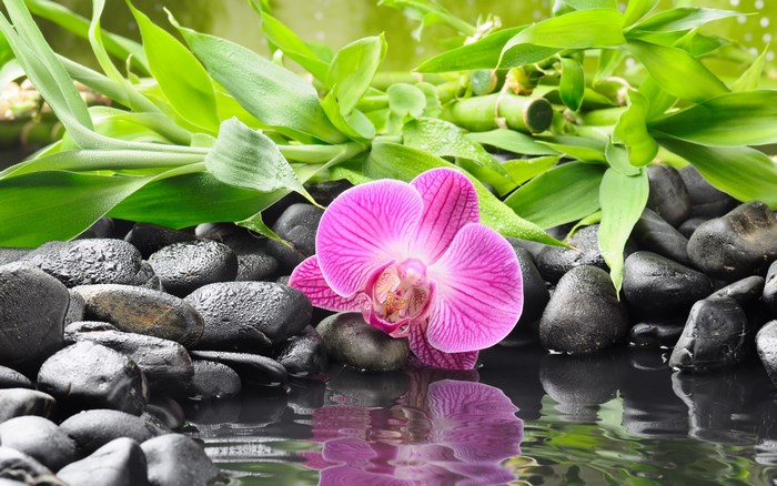 Zen stones with orchid and bamboo