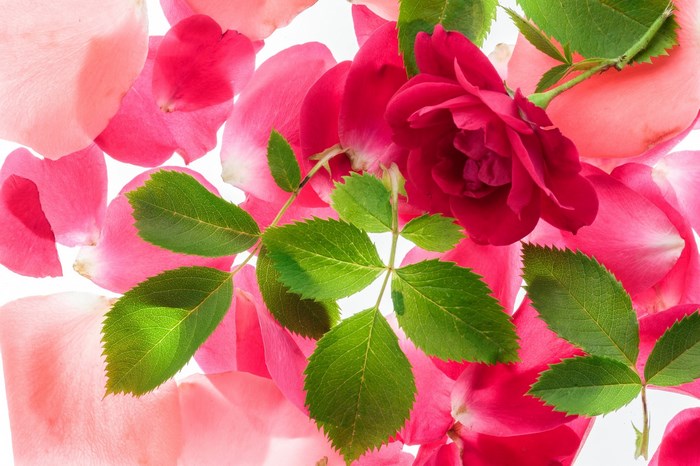 Red rose and pink petals