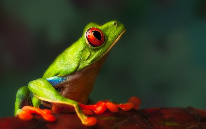 Red-eyed tree frog on a branch