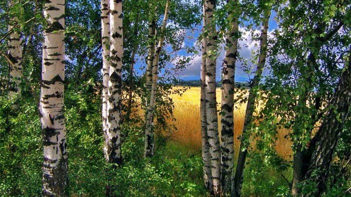 Birch trees in front of a golden field
