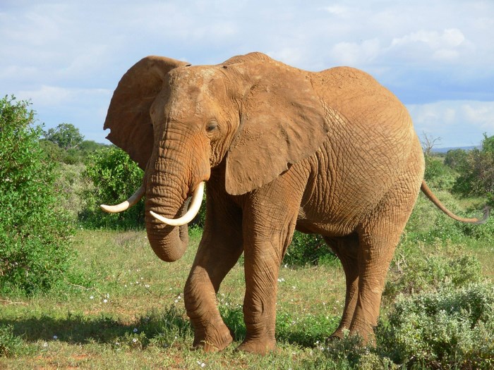 African elephant with tusks in a savanna