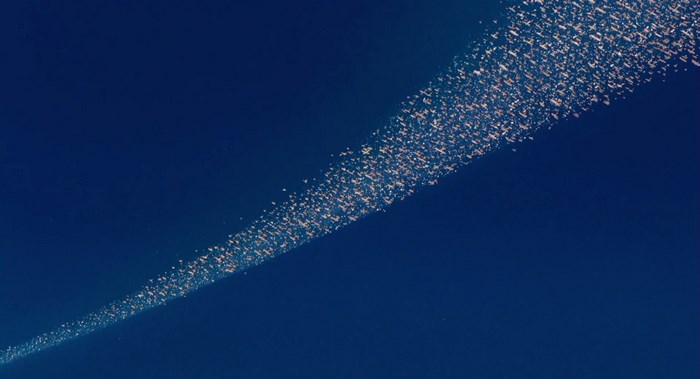 A flock of flamingos in flight over a dark blue body of water