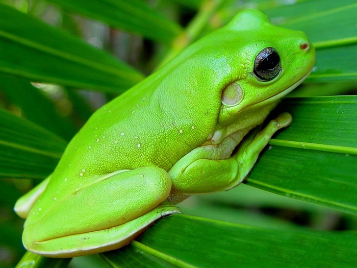 Green tree frog on a leaf