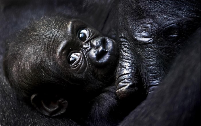 Baby gorilla nestled in its mother's fur