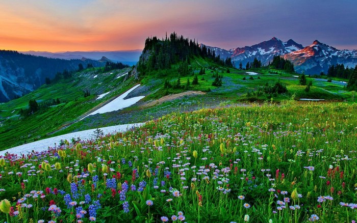 Mountain meadow with wildflowers and snow patches at sunset