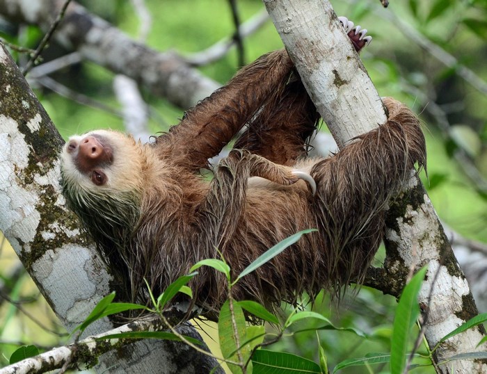 Sloth hanging from a tree branch