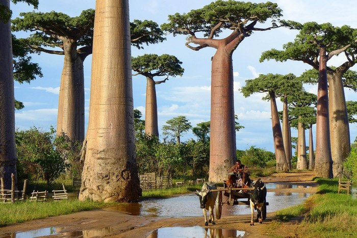Avenue of the Baobabs in Madagascar with a cart