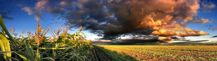 Cornfield under stormy sky