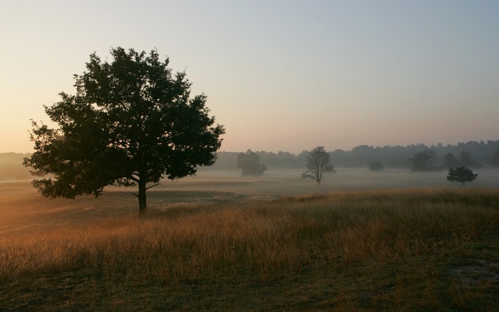 Misty field with trees at sunrise