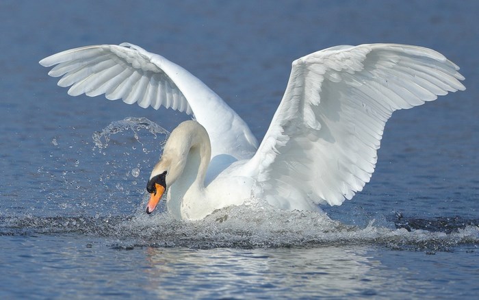 Mute Swan Splashing in Water