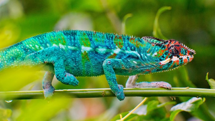 Chameleon on a branch with green leaves