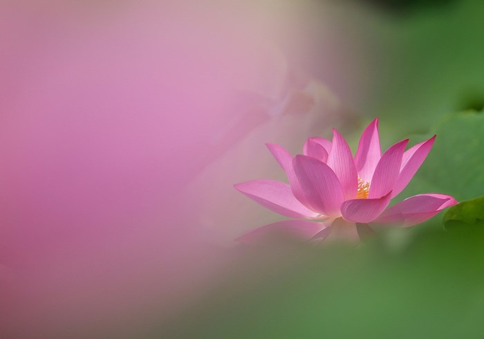 Pink lotus flower on a blurred background