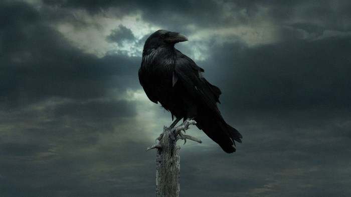 Raven perched on a dead branch against a stormy sky