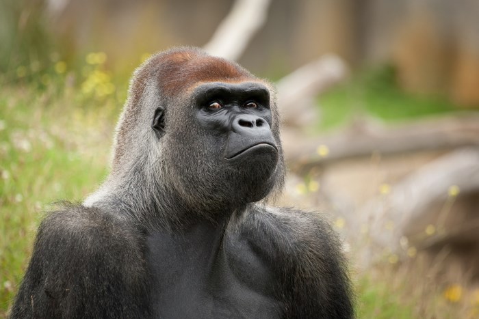Gorilla in a natural setting