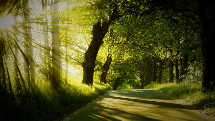 Sunlight streaming through trees onto a road