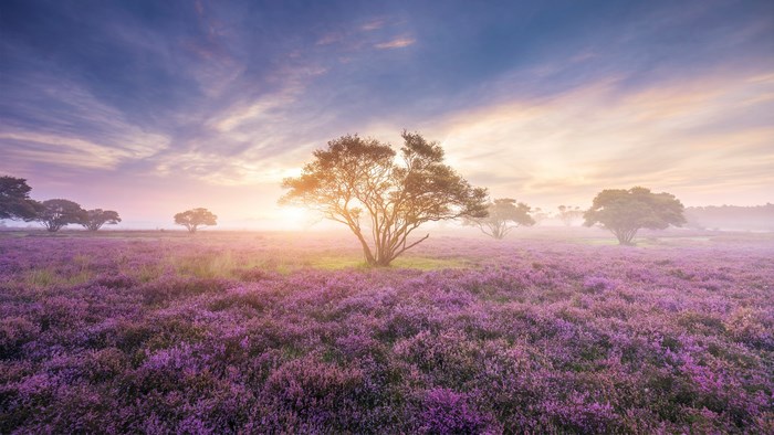 4K heather field with trees at sunrise