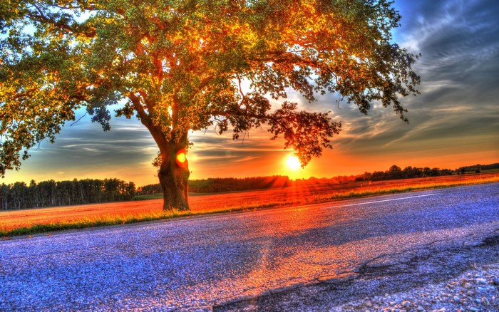 Tree by the road at sunset