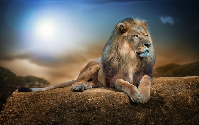 Majestic Lion Resting on Rocky Terrain