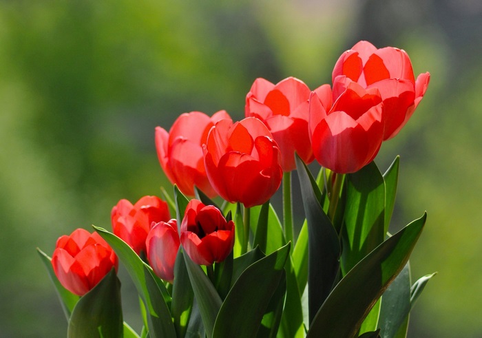 Vibrant Red Tulips in Sunlight
