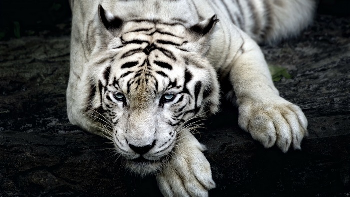 White tiger 4K
