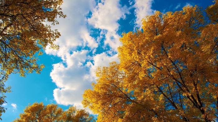 Autumn trees against blue sky with clouds 4K