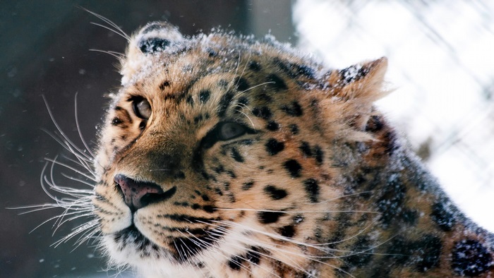 Leopard in Snow 4K