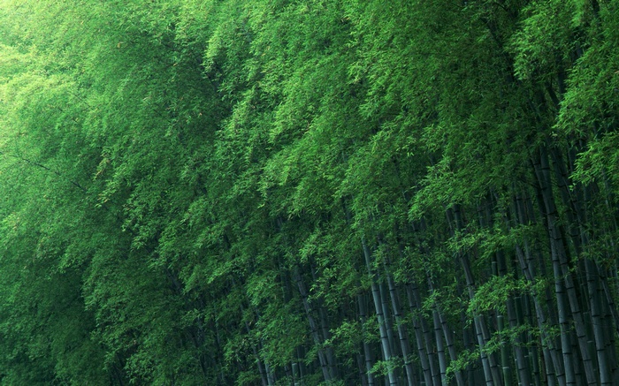 A dense bamboo forest with tall stalks and green leaves