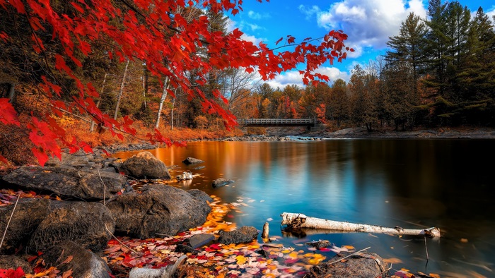 4K Autumn River with Red Maple Leaves