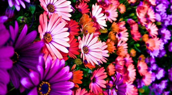 Vibrant 4K Close-Up of Colorful Spring Flowers