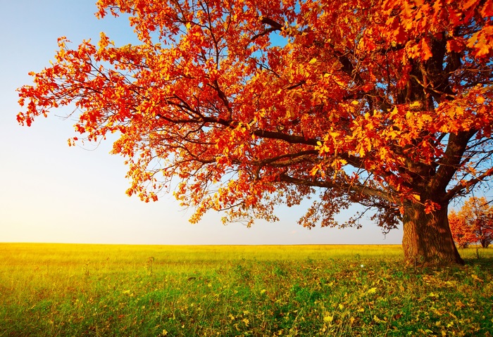 Autumn Tree with Vibrant Orange Leaves in 4K