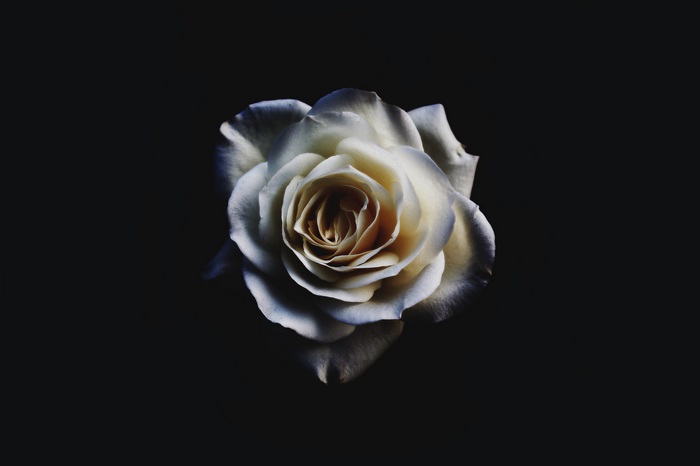 White rose on black background 4K