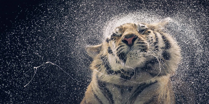 Tiger shaking water off