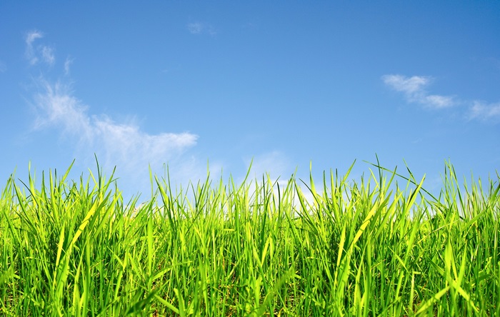 Green grass and blue sky 4K