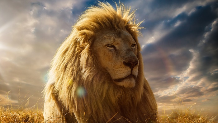 Lion King 4K
